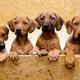 Illustration for article titled German Dog Gives Birth To 17 Healthy, Adorable Puppies